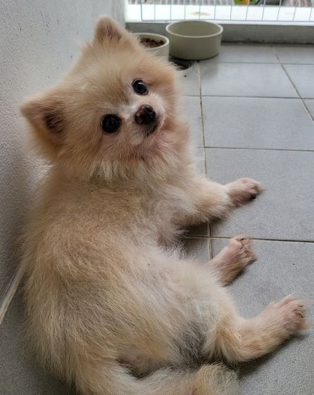 พ่อพันธุ์