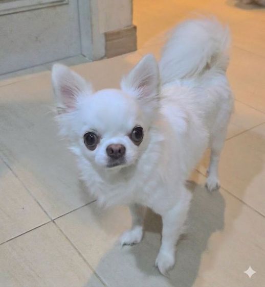 พ่อพันธุ์ รูปที่ 2