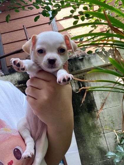 ชิขนสั้นแท้