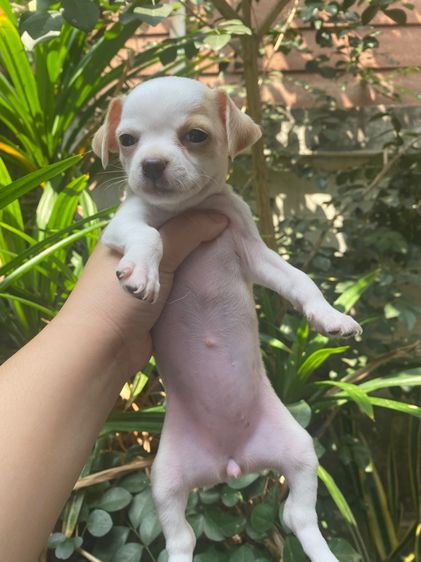 ชิขนสั้นแท้ รูปที่ 2