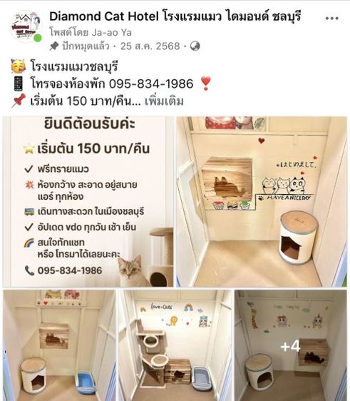 🐈โรงแรมแมวชลบุรี รับฝากแมว รูปที่ 2