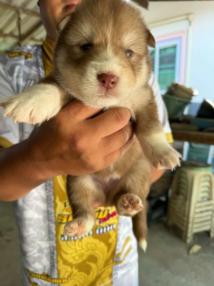 หมาไซบีเรียน รูปที่ 3