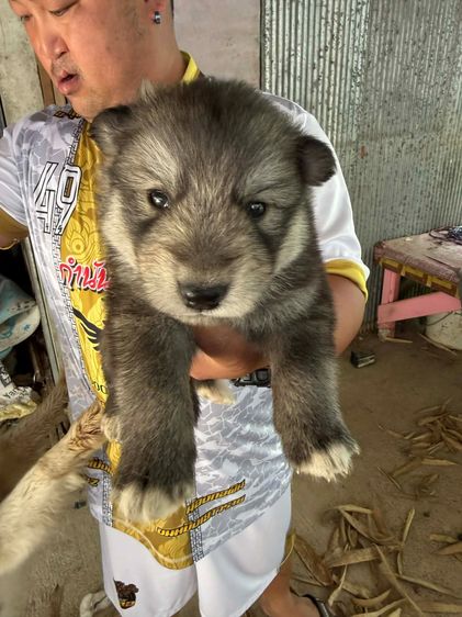 หมาไซบีเรียน