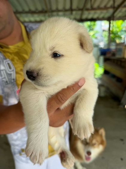 หมาไซบีเรียน รูปที่ 4