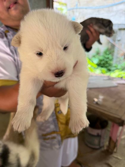 หมาไซบีเรียน รูปที่ 2