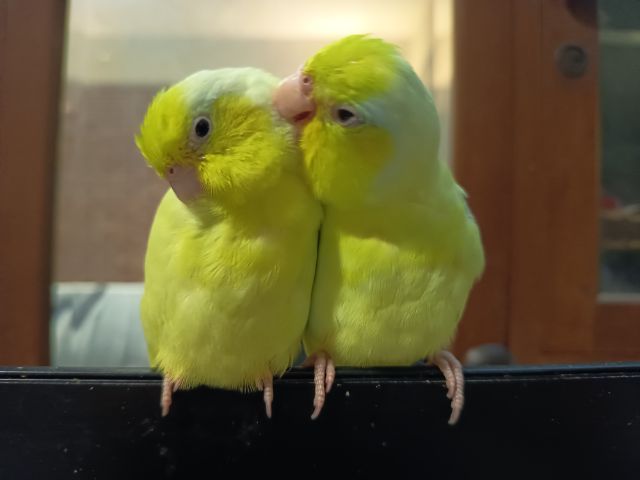 ฟอพัสตัวผู้ 2 ตัว รูปที่ 6