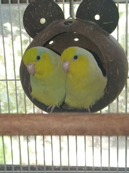 ฟอพัสตัวผู้ 2 ตัว รูปที่ 3