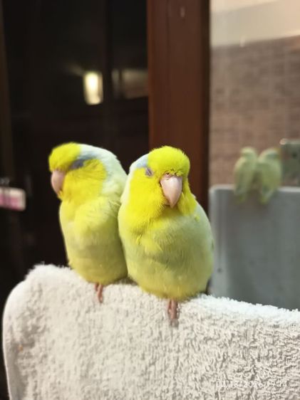 ฟอพัสตัวผู้ 2 ตัว รูปที่ 4