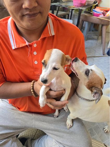 น้องหมา รูปที่ 3