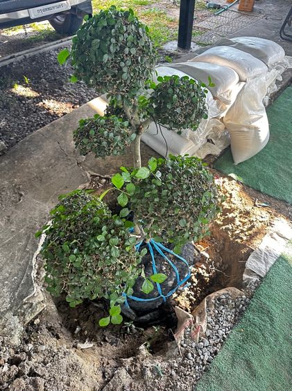 ต้นข่อยล้อมแล้วพร้อมปลูก รูปที่ 3