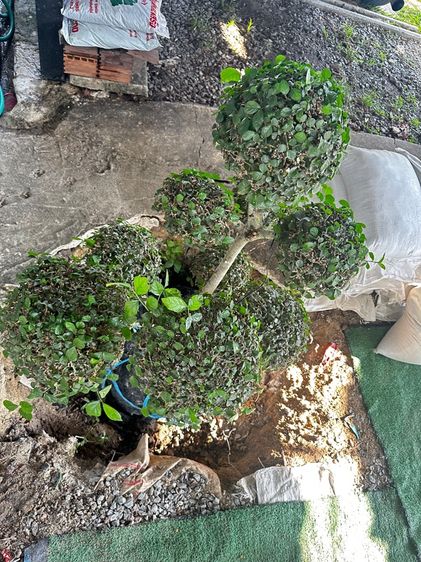 ต้นข่อยล้อมแล้วพร้อมปลูก รูปที่ 2