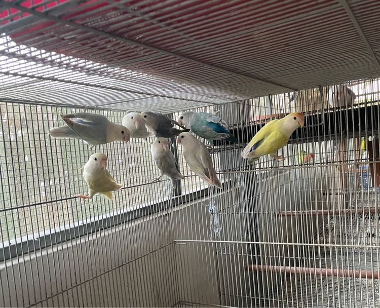 เลิฟเบิร์ดไม่ขอบตา  รูปที่ 8