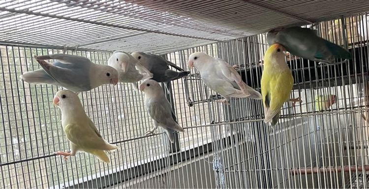 เลิฟเบิร์ดไม่ขอบตา  รูปที่ 9