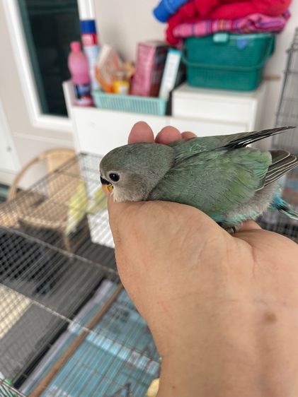 เลิฟเบิร์ดไม่ขอบตา  รูปที่ 6