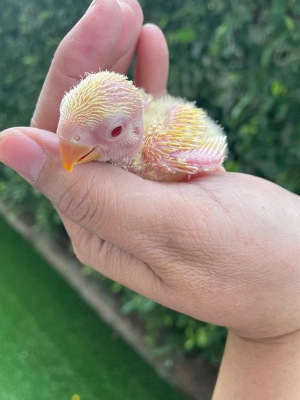 เลิฟเบิร์ดไม่ขอบตา  รูปที่ 2