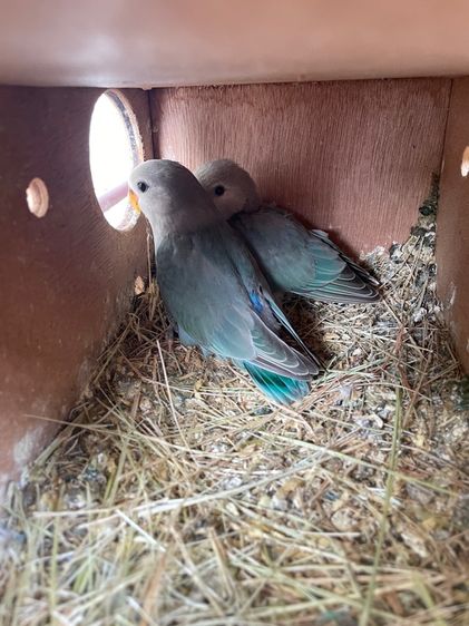 เลิฟเบิร์ดไม่ขอบตา  รูปที่ 4