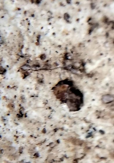 พระสมเด็จ วัดระฆัง บางขุนพรหม วัดเกศไชโย หลวงปู่ภู หลวงปู่นาค รูปที่ 12