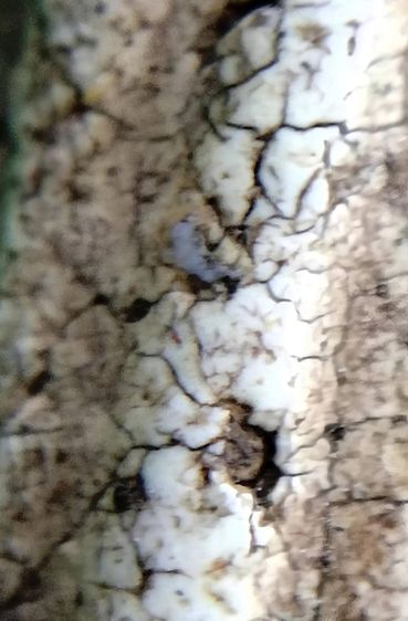 พระสมเด็จ วัดระฆัง บางขุนพรหม วัดเกศไชโย หลวงปู่ภู หลวงปู่นาค รูปที่ 9