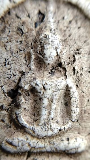 พระสมเด็จ วัดระฆัง บางขุนพรหม วัดเกศไชโย หลวงปู่ภู หลวงปู่นาค รูปที่ 8