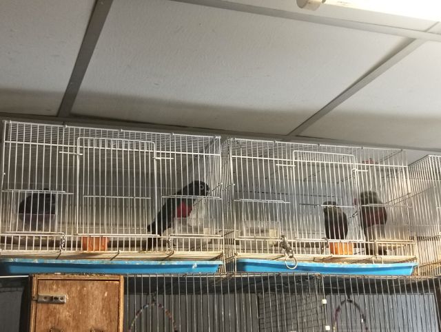 คิมสันบิลลี่คอนัวร์ คู่ ผู้เมีย รูปที่ 5