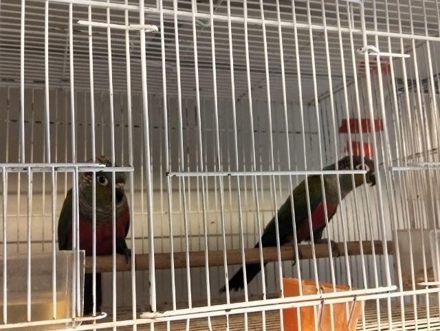 คิมสันบิลลี่คอนัวร์ คู่ ผู้เมีย รูปที่ 2