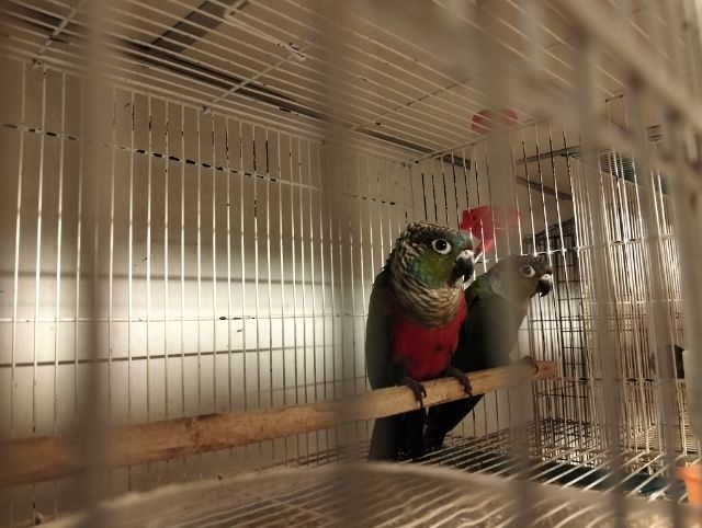 คิมสันบิลลี่คอนัวร์ คู่ ผู้เมีย รูปที่ 4