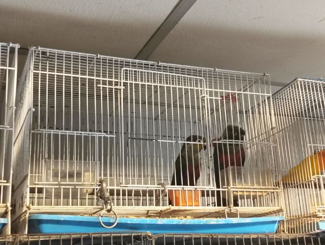 คิมสันบิลลี่คอนัวร์ คู่ ผู้เมีย รูปที่ 7