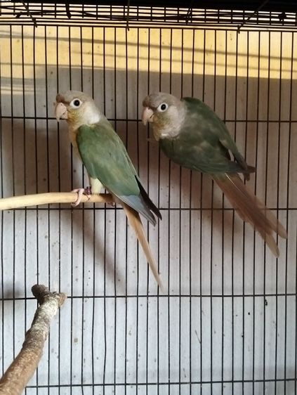 กรีนชีคบลูพายแอปเปิ้ล คู่ ผู้เมีย รูปที่ 5