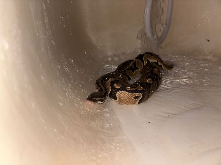 Ball Python Normall 23 รูปที่ 3