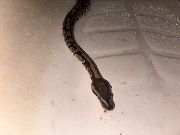 Ball Python Normall 23 รูปที่ 7