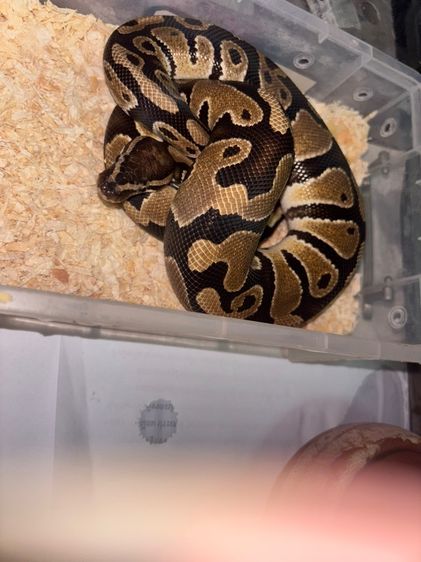 Ball Python Normall 23 รูปที่ 6