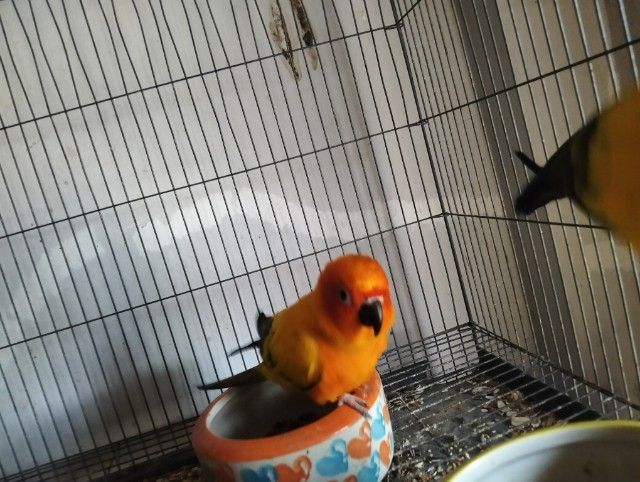 ซันคอนัวร์ คู่ ผู้เมีย รูปที่ 4