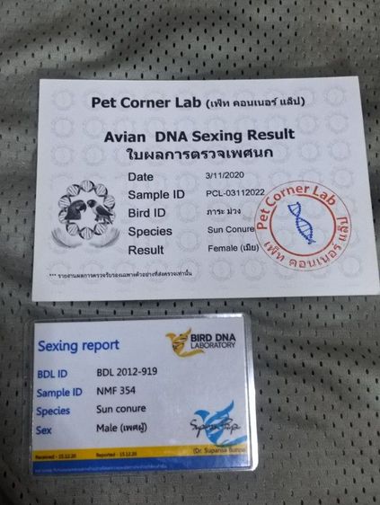 ซันคอนัวร์ คู่ ผู้เมีย รูปที่ 11