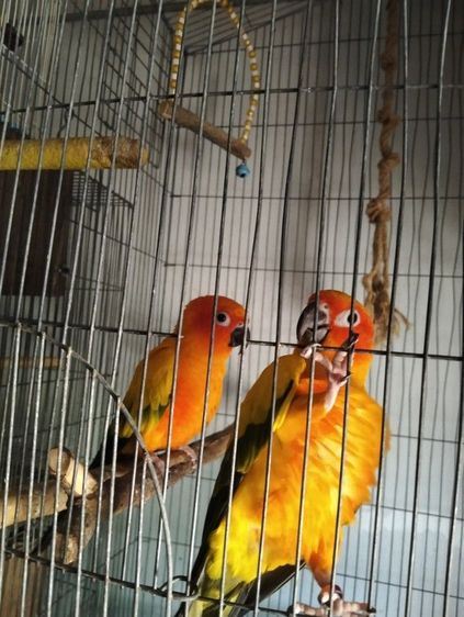 ซันคอนัวร์ คู่ ผู้เมีย รูปที่ 5