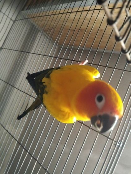 ซันคอนัวร์ คู่ ผู้เมีย