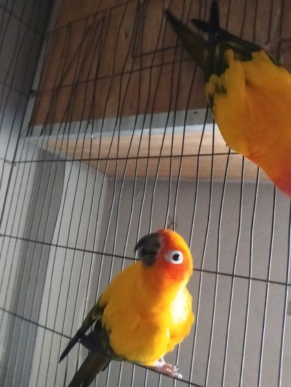 ซันคอนัวร์ คู่ ผู้เมีย รูปที่ 7