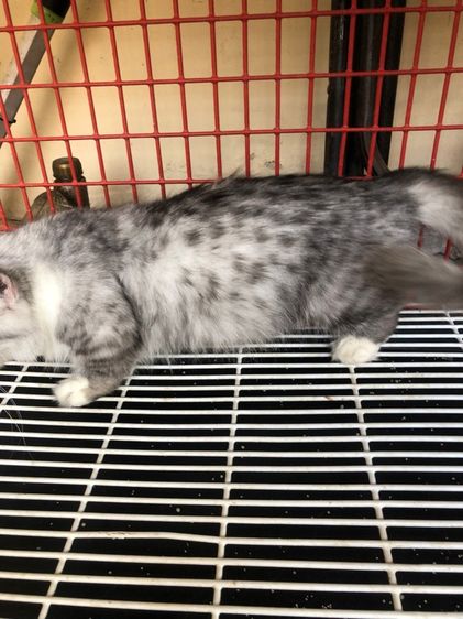 ขายแมวมันกิ้น รูปที่ 4