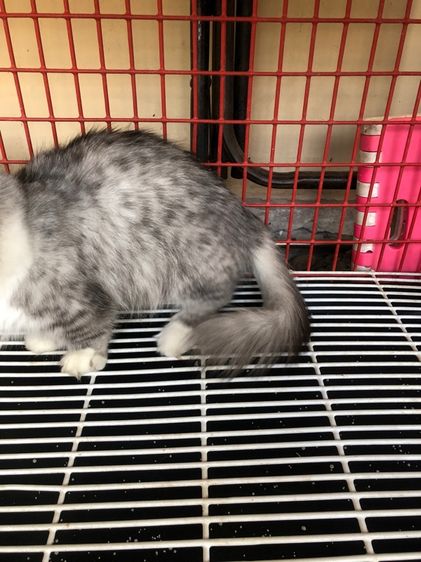 ขายแมวมันกิ้น รูปที่ 6