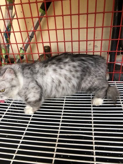 ขายแมวมันกิ้น รูปที่ 2