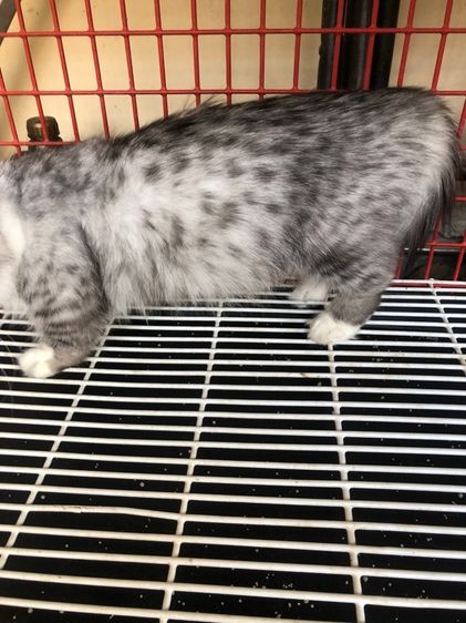 ขายแมวมันกิ้น รูปที่ 5