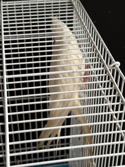 ขายนก คอลเทล รูปที่ 2