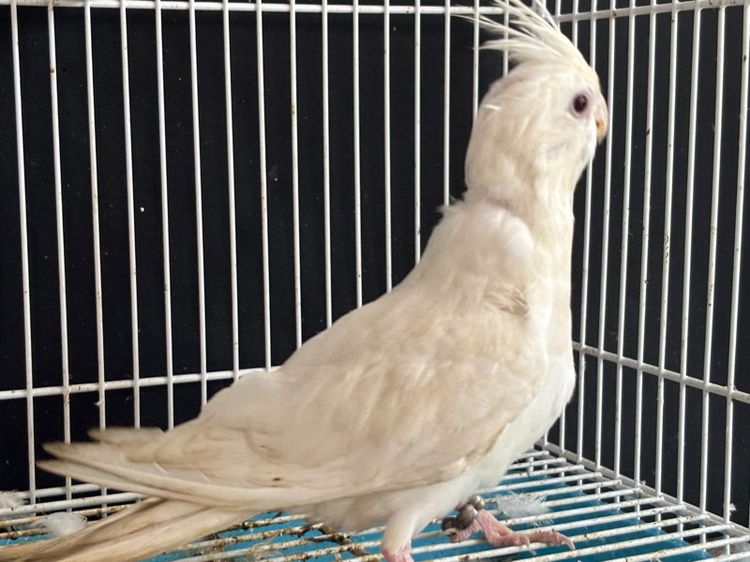 คอกคาเทล ขายนก คอลเทล