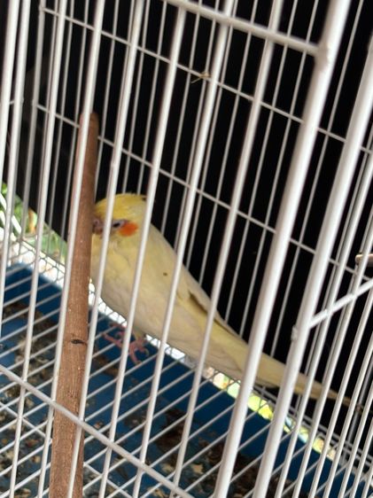 ขายนก คอลเทล รูปที่ 3