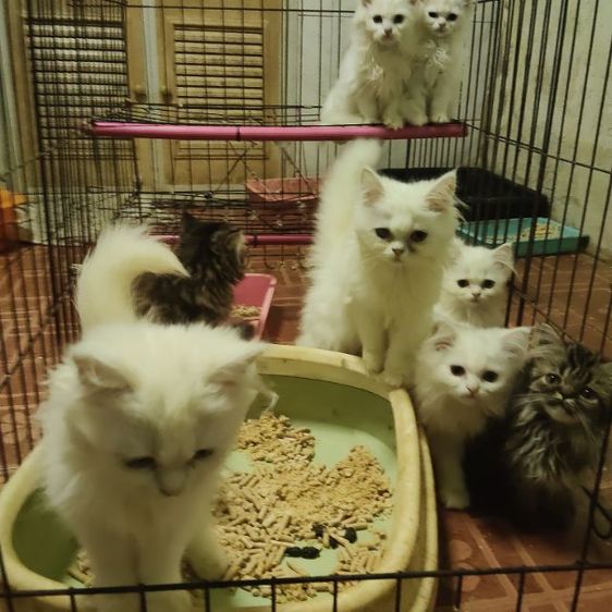 เปอร์เซียผสมเมนคูน อายุ 2 เดือน อยู่เชียงใหม่ใกล้ๆ ศูนย์ข้อมูลเวียงกุมกามตำบลท่าวังตาลอำเภอสารภีเชียงใหม่0 รูปที่ 3