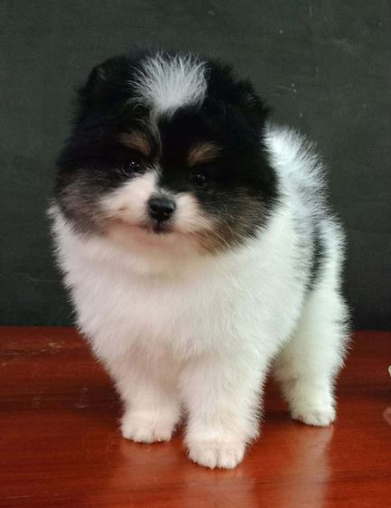 ปอมเมอเรเนียน รูปที่ 3