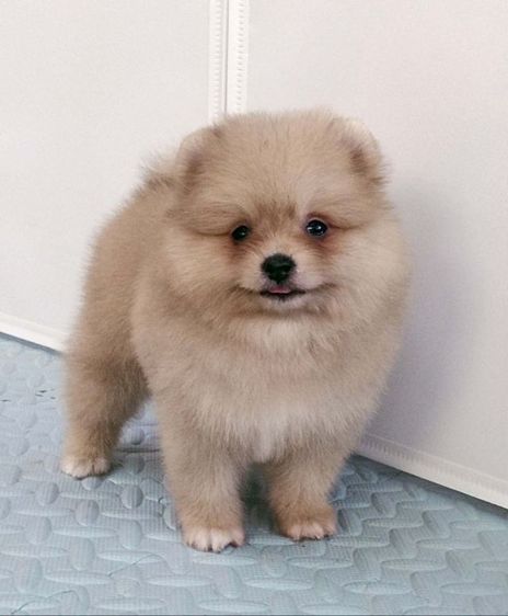 ปอมเมอเรเนียน รูปที่ 4