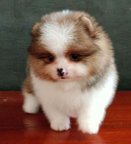 ปอมเมอเรเนียน (Pomeranian) เล็ก ปอมเมอเรเนียน