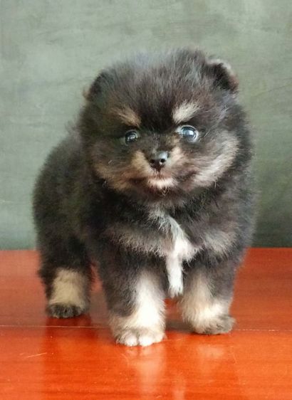 ปอมเมอเรเนียน รูปที่ 7