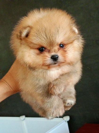 ปอมเมอเรเนียน รูปที่ 6