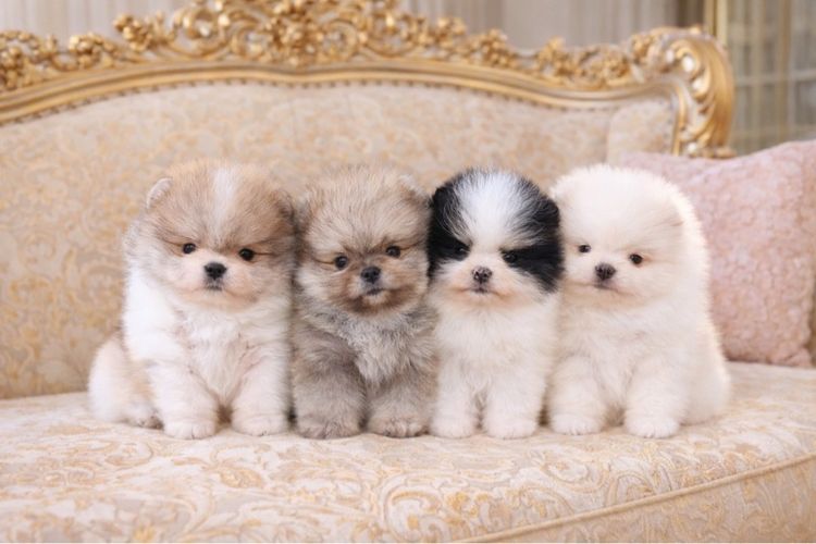 ปอมเมอเรเนียน (Pomeranian) เล็ก ปอมเมอเรเนียนแท้ พร้อมย้ายบ้าน อายุ2เดือน 